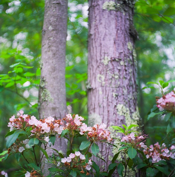 08_Red River Gorge_ June 18_ 2010.jpg